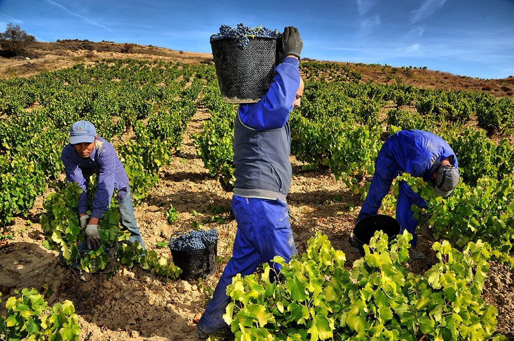El Ministerio de Agricultura homologa los contratos de compraventa de uva y de vino para las próximas tres campañas.